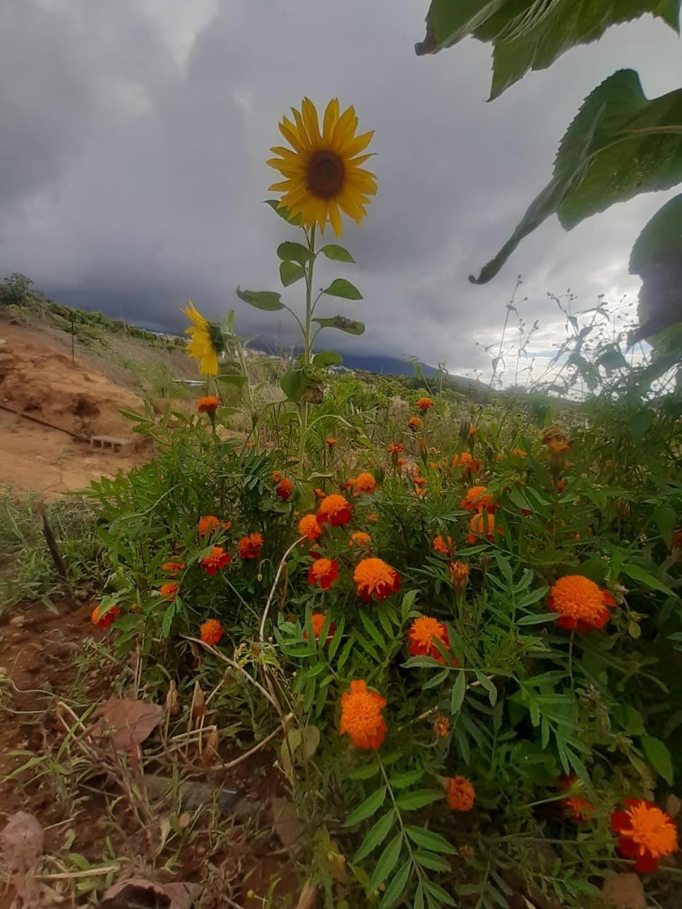 Finca De Luna Ля Оротава Экстерьер фото